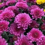 Purple Chrysanthemum Flower Seeds for Planting – Heirloom Non-GMO High Germination Seeds Seeds for Planting Organic Garden Seeds