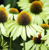 Yellow Echinacea Daisy Flower Seeds – Heirloom Non-GMO High Germination Organic Seeds
