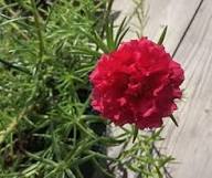 Red Portulaca Flower Seeds – Heirloom Non-GMO High Germination Organic Garden