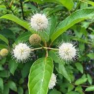 White Buttonbush Cephalanthus Flower Seeds Heirloom Non-GMO High Germination Organic Garden Seeds