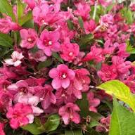 New Weigela Flower Seeds – Heirloom Non-GMO High Germination Organic Garden Seeds for Planting