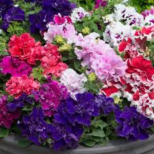 Petunia Flower Seeds Organic Heirloom Non-GMO High Germination Organic Garden Seeds for Planting