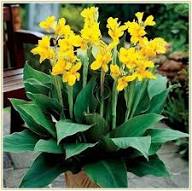 Canna Lily Flower Seeds Yellow – Heirloom, Non-GMO, High Germination Organic Garden Seeds