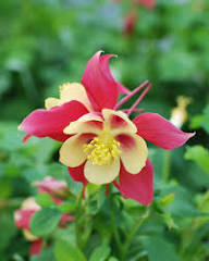 Yellow Red Aquilegia Flower Seeds for Planting Heirloom Non-GMO High Germination Organic Garden Seeds