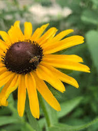 Yellow Rudbeckia Flower Seeds for Planting – Heirloom, Non-GMO, High Germination Organic Garden Seeds