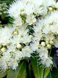 Lemon Myrtle Plant Seeds – Heirloom, Non-GMO, High Germination Organic Garden Seeds for Planting