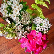 Hawthorn Flower Seeds Mixed – Heirloom, Non-GMO, High Germination Seeds