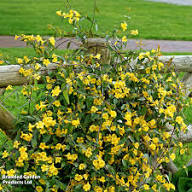 Perennial Jasmine Flower Seeds Yellow – Heirloom, Non-GMO, High Germination Organic Garden Seeds