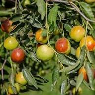 Honey Jar Jujube Fruit Seeds for Planting – Heirloom Non-GMO High Germination Organic Garden Seeds