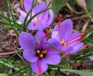 Purple Crocus Flower Seeds for Planting Heirloom Non-GMO High Germination Organic Garden Seeds
