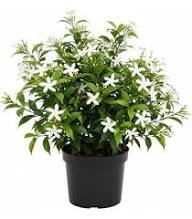 Weiße Clerodendrum-Blumensamen – Alte Sorte, gentechnikfrei, keimstark, biologische Gartensamen zum Pflanzen