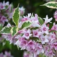 Weigela Flower Seeds – Heirloom Non-GMO High Germination Organic Garden Seeds for Planting