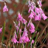 Dierama Flower Seeds Pink – Heirloom, Non-GMO, High Germination Seeds for Planting
