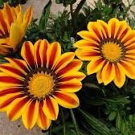 Yellow Red Gazania Flower Seeds – Heirloom Non-GMO High Germination Organic Garden Seeds