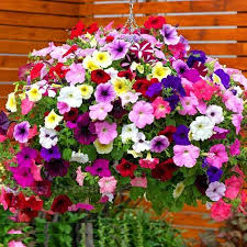 Semillas Mixtas de Petunia Colgante – Heredadas, No Modificadas Genéticamente, Semillas de Alta Germinación