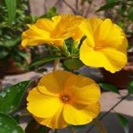 Yellow Cistus Flower Seeds – Heirloom, Non-GMO, High Germination Organic Garden Seeds