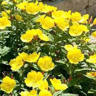 Yellow Candelabra Primrose Flower Seeds for Planting – Heirloom Non-GMO High Germination Organic Garden Seeds