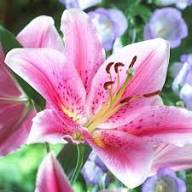 Pink Lilium Flower Seeds – Seeds for Planting, Heirloom, Non-GMO, High Germination Organic Garden Seeds