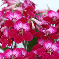 Streptocarpus Flower Seeds for Planting – Heirloom, Non-GMO, High Germination Organic Garden Seeds