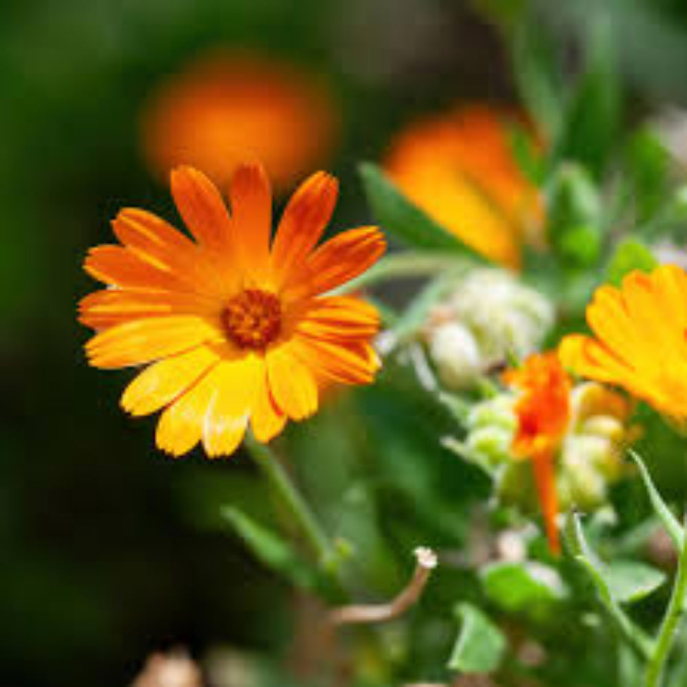 pacific beauty flower seeds
