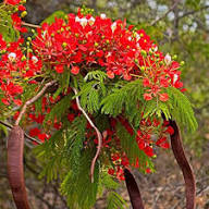 Red Delonix Regia Flower Seeds for Planting – Heirloom, Non-GMO, High Germination Organic Garden Seeds