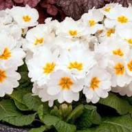 Primrose Flower Seeds White for Planting – Heirloom Non-GMO High Germination Organic Garden Seeds