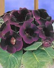 Chocolate Gloxinia Flower Seeds for Planting – Heirloom Non-GMO High Germination Seeds
