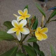 Plumbago Flower Seeds Yellow – Heirloom, Non-GMO, High Germination Organic Garden Seeds for Planting Seeds for Planting