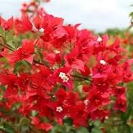 Tradescantia Flower Seeds Red Heirloom Non-GMO High Germination Organic Garden Seeds for Planting