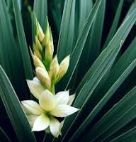White Yucca Flower Seeds for Planting | Heirloom Non-GMO High Germination Organic