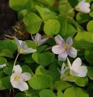 Semillas de flores de acedera blanca (Oxalis Acetosella) – Cimarrón, sin OGM, semillas de jardín orgánicas de alta germinación para plantar