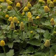 Yellow Red Spilanthes Flower Seeds – Heirloom, Non-GMO, High Germination Organic Seeds
