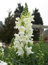 White Snapdragon Flower Seeds Heirloom Non-GMO High Germination Organic Garden Seeds for Planting