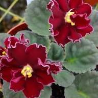 Saintpaulia Ionantha Flower Seeds Red – Heirloom Non-GMO High Germination Organic Garden Seeds