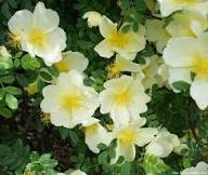 Yellow Rosa Hugonis Flower Seeds – Heirloom, Non-GMO, High Germination Seeds for Planting