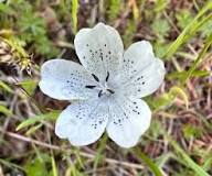 White Nemophila Menziesii Flower Seeds – Heirloom, Non-GMO, High Germination Organic Garden Seeds for Planting