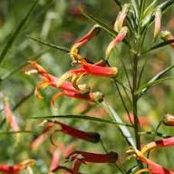 Red Yellow Lobelia Laxiflora Flower Seeds for Planting – Heirloom Non-GMO High Germination Organic Garden Seeds