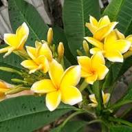 Plumeria Yellow White Flower Seeds for Planting | Heirloom Non-GMO Organic