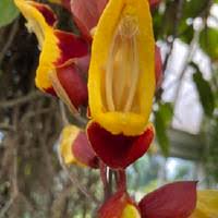 Rote Thunbergia Mysorensis Blumensamen, alte Sorte, gentechnikfrei, hohe Keimrate, Bio-Gartensamen zum Pflanzen