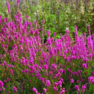 Rosa Calluna Vulgaris Blumensamen – Heirloom, gentechnikfrei, keimstark, Bio-Gartensamen zum Pflanzen