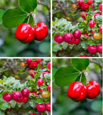 Barbados Cherry Seeds Red – Heirloom, Non-GMO, High Germination Organic Garden Seeds for Planting Seeds for Planting