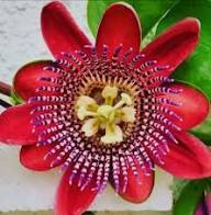 Maroon Passion Seeds Heirloom Non-GMO High Germination Organic Garden Seeds for Planting
