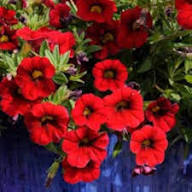 Red Yellow Calibrachoa Flower Seeds – Heirloom, Non-GMO, High Germination Organic Seeds