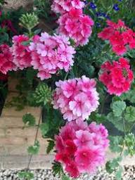 Perennialpcs Verbena Flower Seeds for Planting – Heirloom, Non-GMO, High Germination