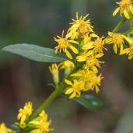 Yellow Solidago Flowers Seeds Heirloom Non-GMO High Germination Organic Garden Seeds for Planting
