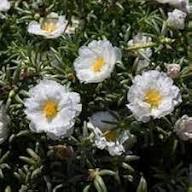 White Purslane Flower Seeds – Heirloom, Non-GMO, High Germination Organic Garden Seeds for Planting