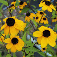 Yellow Rudbeckia Triloba Flower Seeds Heirloom Non-GMO High Germination Organic Garden Seeds for Planting