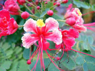 Pink Pulcherrima Flower Seeds Heirloom Non-GMO High Germination Organic Garden Seeds for Planting