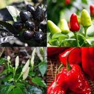 Mixed Chili Seeds – Heirloom, Non-GMO, High Germination Organic Garden Seeds Planting