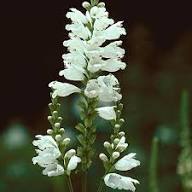 Semillas de flores de Physostegia Virginiana Blanca para plantar – Orgánicas, Heirloom, sin OMG, de alta germinación, para jardín